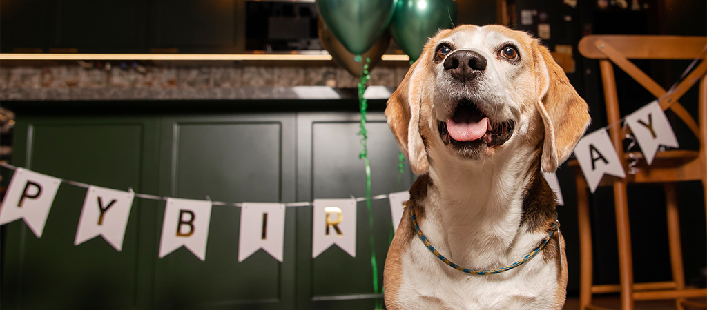 Close of a dog in a pub