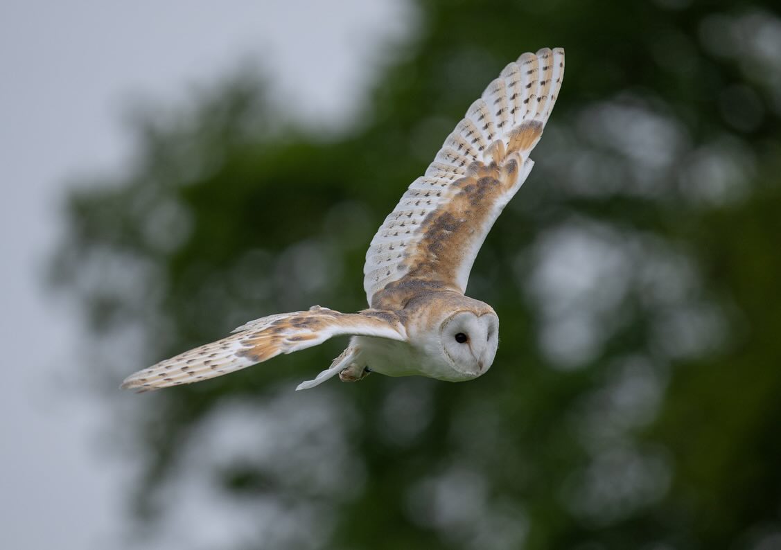 Barn Owl at Thirsk Birds of Prey Centre